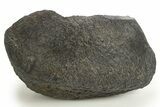 Large, Fossil Whale Ear Bone - South Carolina #325707-1